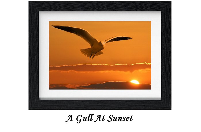 A Gull At Sunset